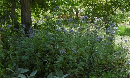 Zwischensaaten in Staudenpflanzungen z.B. Bienenfreund