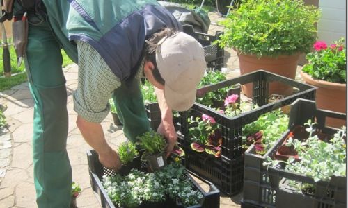 Sommerblumen werden fuer Kuebel und Beete gepflanzt.jpg