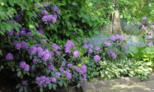 Blühende Rhododendren kombiniert mit Funkien